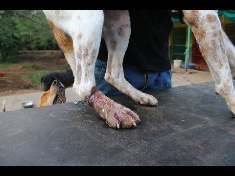 Dog rescued with wire cutting through his leg.