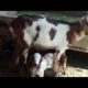 Dozens of Cute Puppy Goat Kids Playing Part 4!Animals World Family TV Two baby Funny Video