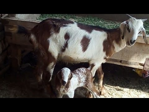 Dozens of Cute Puppy Goat Kids Playing Part 4!Animals World Family TV Two baby Funny Video