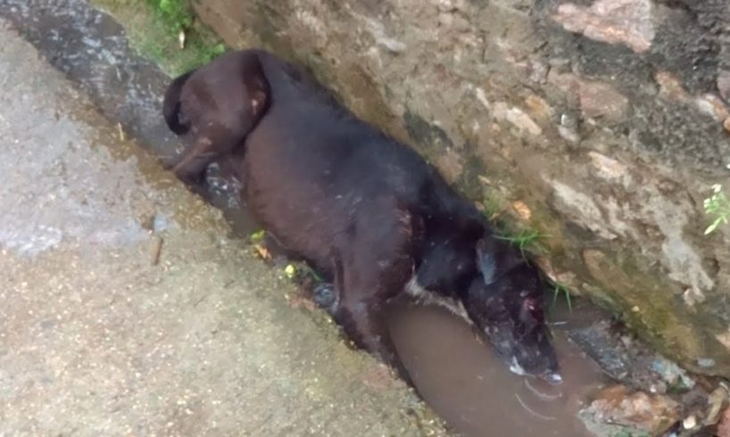 Dragging himself in gutter, brain injured dog rescued.