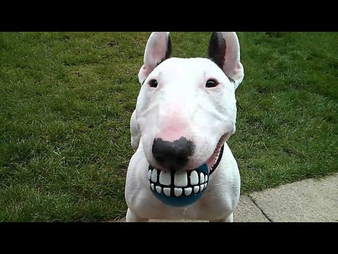 Funniest Animals ? - Best Of The 2020 Funny Animal Videos ? - Cutest Animals Ever