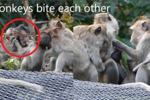 Groups Smart monkey are playing all together  [ Natural Animals ]
