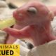 Heartwarming Baby Animal Rescue Compilation | Abandoned kitten | Rescue Animal Videos