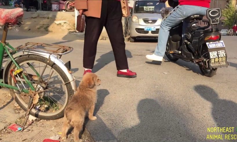 Homeless dog eager to be close to people was rescued at night