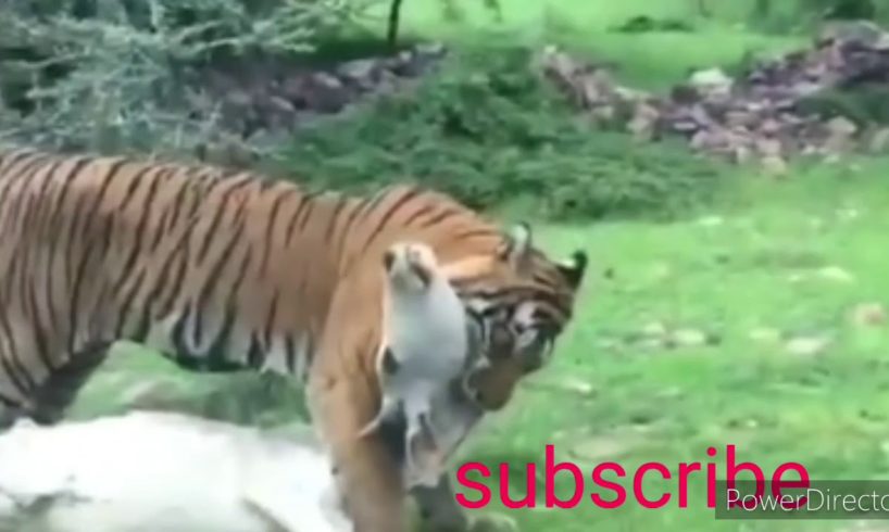 Hungry tiger hunting cow -amezing animal fight -wild animal fight tiger attack cow