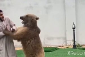 I love it when animals playing?