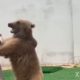 I love it when animals playing?