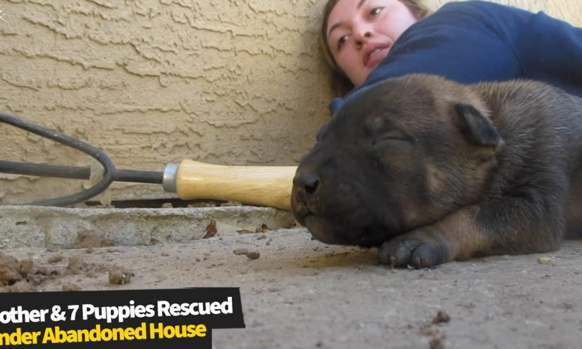 Injured mother dog and seven puppies rescued under an abandoned house | Animal Rescue 2020
