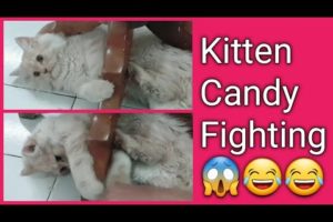 Kitten Candy Fighting ? | Cutest kitten?| Funny Video?