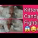 Kitten Candy Fighting ? | Cutest kitten?| Funny Video?