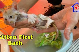 Kitten First Bath after rescue then become the cutest kitten – Kitten Love Bathing