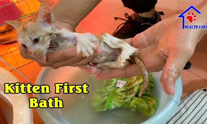 Kitten First Bath after rescue then become the cutest kitten – Kitten Love Bathing
