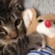 Kitten Has The Cutest Bedtime Routine | The Dodo