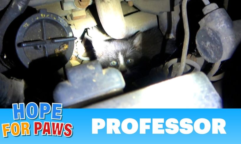 Kitten hides in an engine to find warmth on a cold winter night.