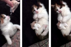 Kittens Playing with Mouse Toys - Cutest Kitten Ever