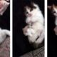 Kittens Playing with Mouse Toys - Cutest Kitten Ever