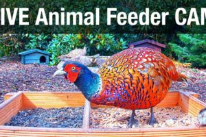 LIVE 4K Wild Animal & Bird Feeder Cam - Recke, Germany (Hedgehog & Bird watching)