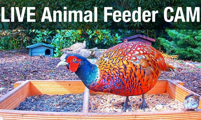 LIVE 4K Wild Animal & Bird Feeder Cam - Recke, Germany (Hedgehog & Bird watching)