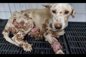 Mango Worm Little puppie-#9-Animal Rescued 2020