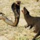 Mongoose Vs King Cobra Fight To Death - Big Battle Of Animals - Wild Animals Attack Compilation