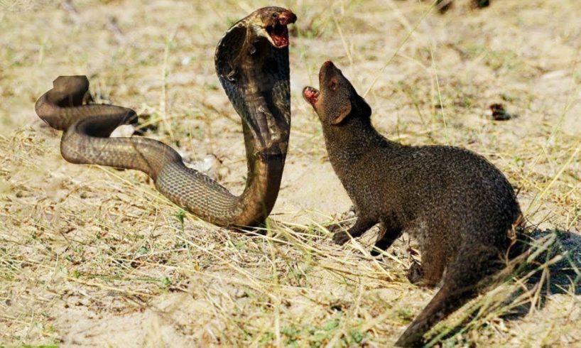 Mongoose Vs King Cobra Fight To Death - Big Battle Of Animals - Wild Animals Attack Compilation