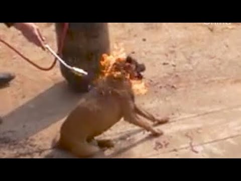 Poor Dog Rescued From HEARTLESS Man ! HAPPY ENDING Animal Rescue Video 2020