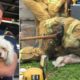 REAL LIFE HEROES. Firefighters Rescue Animals