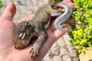 RESCUED! BABY SQUIRREL FELL FROM a TREE !