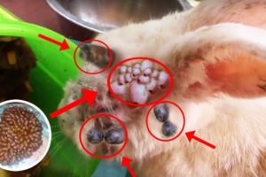 Rescue Rabbit! Botfly Removal from Bunny - Rabbit Botfly Larvae Removal-Animal Rescued 2020