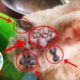 Rescue Rabbit! Botfly Removal from Bunny - Rabbit Botfly Larvae Removal-Animal Rescued 2020