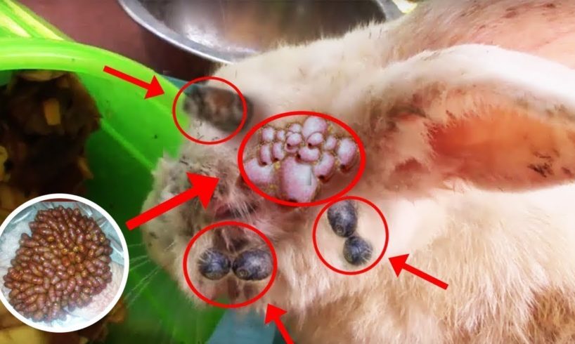 Rescue Rabbit! Botfly Removal from Bunny - Rabbit Botfly Larvae Removal-Animal Rescued 2020