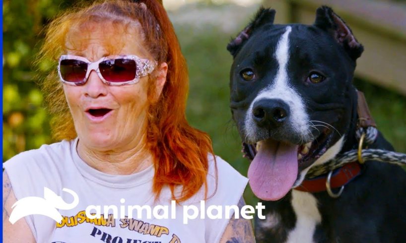 Rescued Fighting Dog Is the Sweetest Dog Ever | Pit Bulls & Parolees