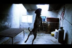 SHAME ! ! People Must Stop T0ЯTURING ANIMALS! Poor Abused Dog Rescued From Cruel Man