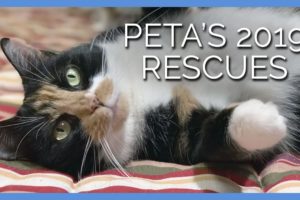 See Just a Few of the Animals PETA Rescued This Year With Your Help