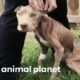 Skeletal Dog Is Rescued By A Police Officer | Pit Bulls & Parolees