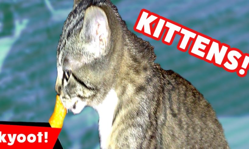 The Cutest Kittens Funniest Moments & Bloopers of 2016 Weekly Compilation | Kyoot Animals