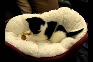 The cutest kitten ever