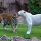 Tiger attack tiger   Animal fights   Rare white tiger vs tiger Easy fight