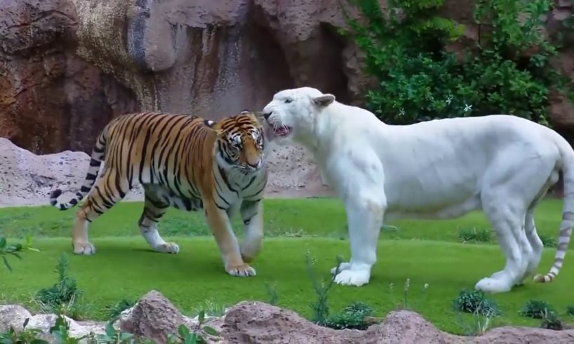Tiger attack tiger Animal fights Rare white tiger vs tiger Easy fight