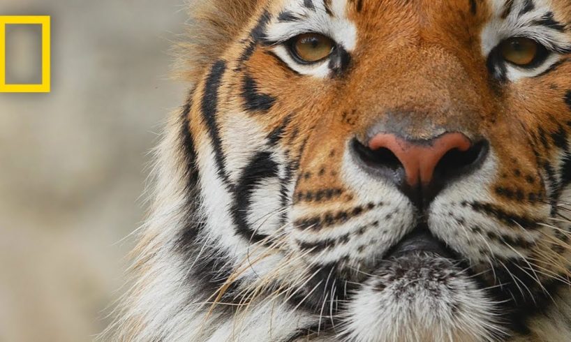 Tigers 101 | National Geographic