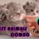 Tik Tok ? Cutest Animals - Super Cute Kitten Baby Dog Ducky Hamster Fish