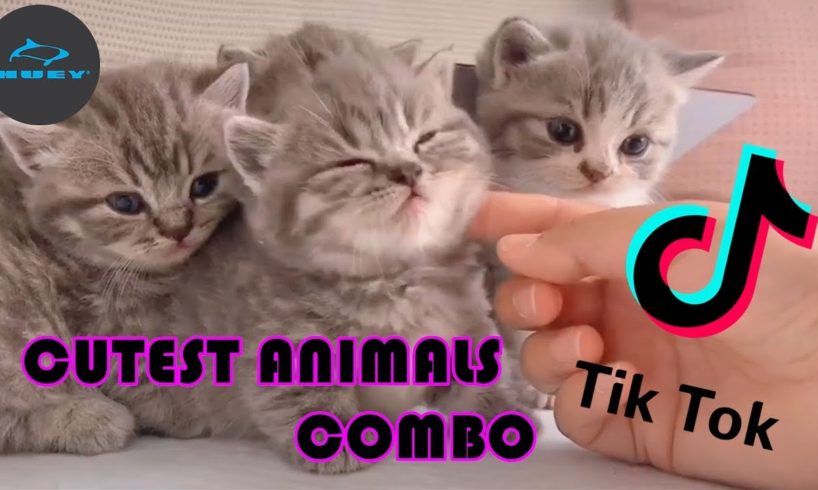 Tik Tok ? Cutest Animals - Super Cute Kitten Baby Dog Ducky Hamster Fish