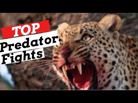 Top Deadly Animal Fights - Nature is Brutal - Part 4