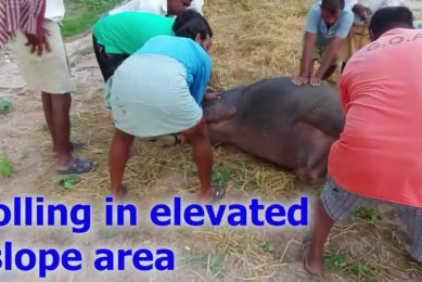 Torsion of uterus in cattle(dystocia) How vet saved the animal by rolling(failed) and cesarean deliv