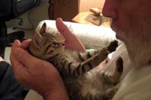 Tummy kisses - the world's cutest kitten, Liberty(aka Libby)