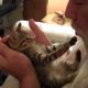Tummy kisses - the world's cutest kitten, Liberty(aka Libby)
