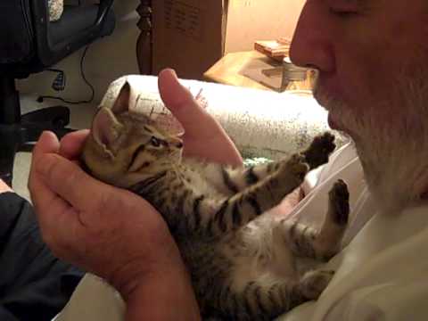 Tummy kisses - the world's cutest kitten, Liberty(aka Libby)