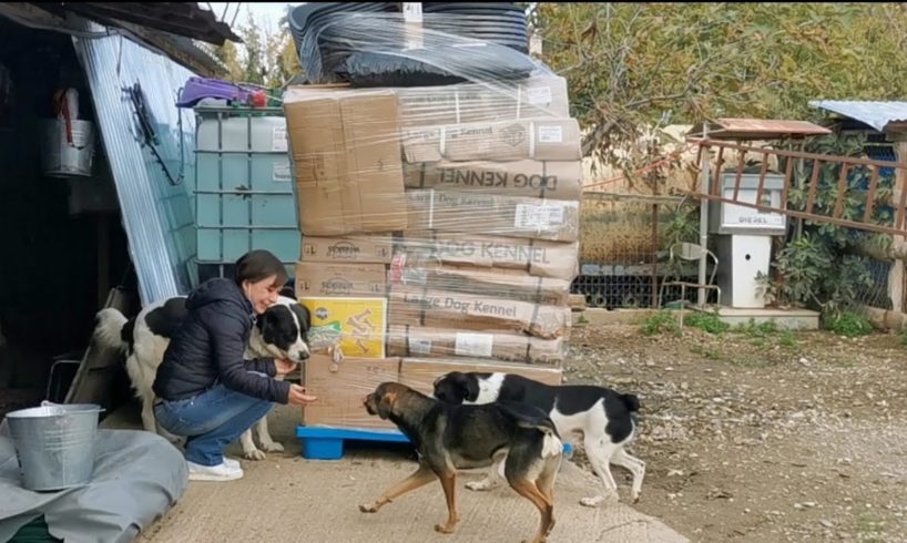 Unpacking gifts for the stray animals