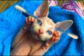 Very cutest kitten that cleans its ears