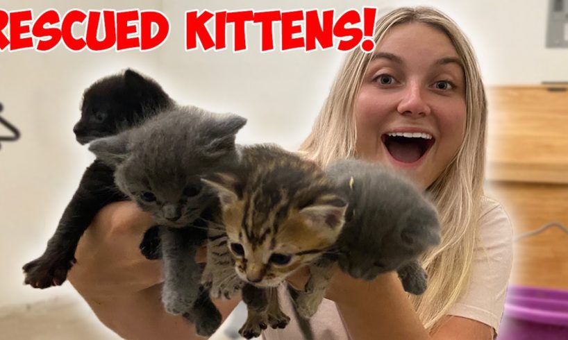 WE RESCUED 4 KITTENS & THE MOMMA CAT! *CUTE ANIMALS*